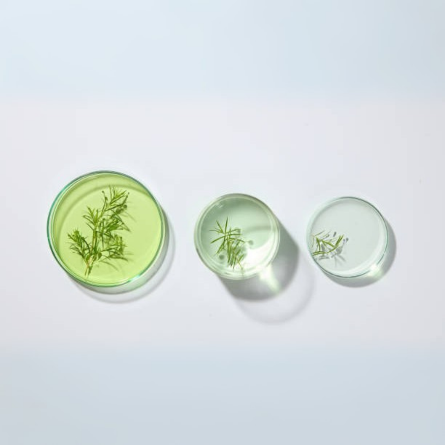 Plant-Based Emollients